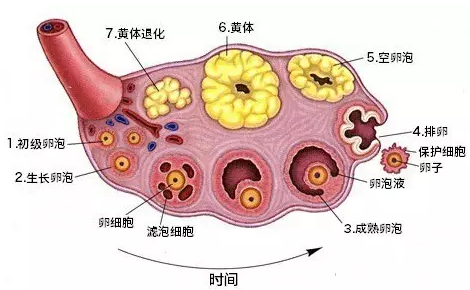 重慶送子鳥醫(yī)院